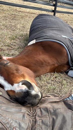 Britt Lally on Instagram: "Forage access is one of the most important foundational practices in horse care. 🌾🐴 Do your horses have frequent access to forage even during a long day of riding or competing? #horsemanship #horsetraining #coltstarting #equestrian #aqha"