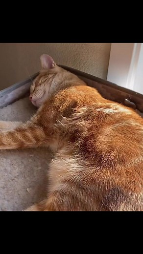 Cat Trilling: The Happy Sound of Feline Happiness