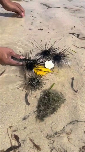 Sea Urchin Eats Raw Egg 🥚😱 Incredible Ocean Creature! #shorts