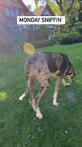 While Radar has a bouncy trot on his walks, Eva prefers to take her sweet time and walk more on the grass than the sidewalk 🤣 #evastrut | Lady Darla's Legacy - The Squirrel Patrol
