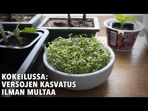 Versojen kasvatus ilman multaa (tarkat ohjeet)