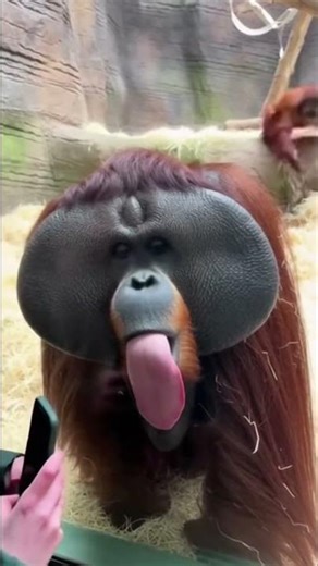 female orangutan delivers a slap to the male orangutan