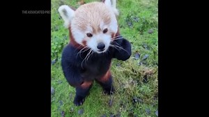 Panda-tastic! Giant pandas and red pandas enjoy early holiday treats at Berlin and Cincinnati zoos