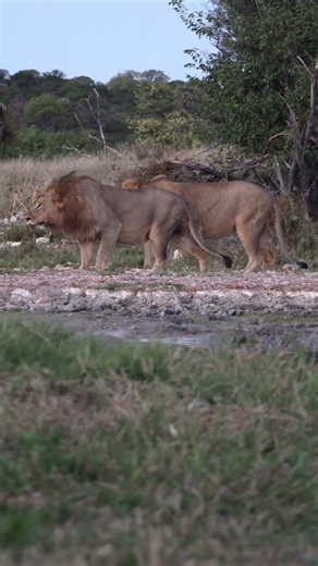 Young male lions on the hunt
