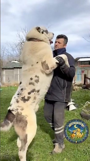 You Won’t Believe How BIG These Dogs Are 🤯 #dogs #giantdogs #bigdogs #dogshorts #pets #shorts