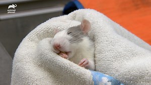 These adorable rats need neutering before finding a forever home! Thankfully, Dr. Jeff can do the job on any species, regardless of size. Don't miss a new #DrJeff Saturday at 9pm ET. | Animal Planet