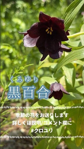 黒百合(クロユリ)