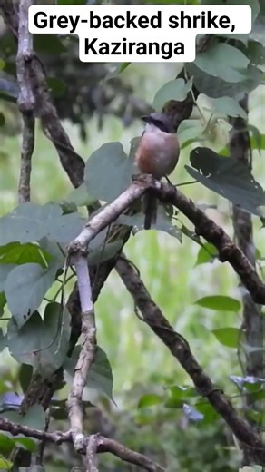 Short glimpse of grey-backed shrike at Kaziranga National Park, Assam