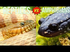 Reptiles vs. Amphibians: What's the Difference?
