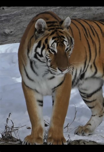 Understanding the Unique Communication of Tigers