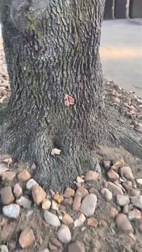 Real butterfly capture near our house.. #butterfly