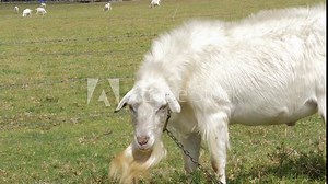 White Feral Goat Eating Grass On Field During Summer - Domestic Goat In Gold Coast, QLD, Australia. - close up