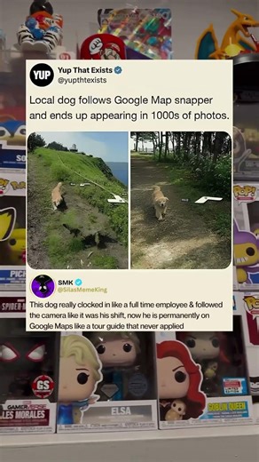 This Dog Accidentally Became a Google Maps Legend