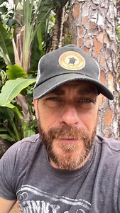 Found a non native survivor from this deep freeze! A Cuban Knight Anole. So cool! #nonnative #reptile #lizard #floridafreeze | Kamp Kenan