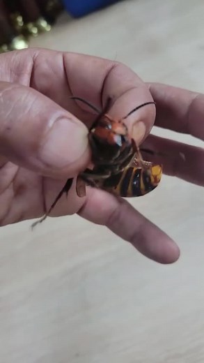 Exploring the Giant Asian Hornet Up Close