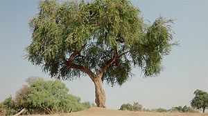 692K views · 3.9K reactions | These trees' roots can be 30m long!  While most trees loose their leaves during the dry season, the apple ring acacias found alongside the Zanzibar River are full of life, providing shelter and food for thirsty animals. | BBC Earth | Facebook