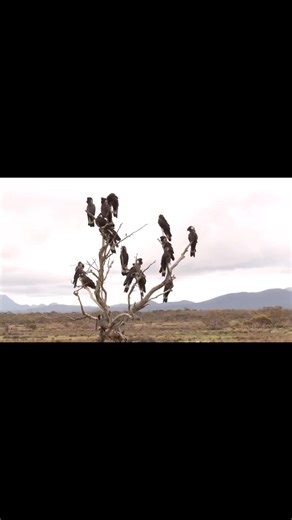 Baudin's Black-CockatooZanda baudinii Western 🇦🇺 Australia 🇦🇺 | MZ BIRDS FARM