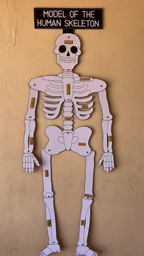 Creating a Model of the Human Skeleton