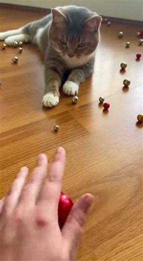 Amazing cat tricks you have to see 뭉치스타
