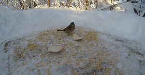 Video by Ilya Klimenko on Pexels