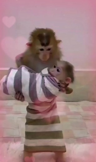 Adorable Baby Monkey Compilation - Cute and Funny Moments