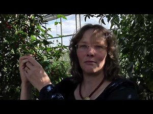 Chili "Bolivian Wild - Capsicum baccatum