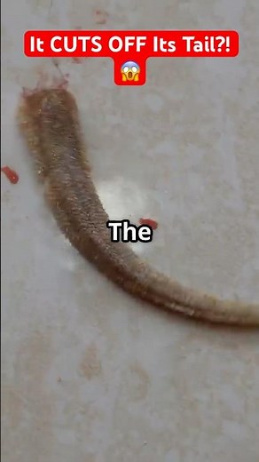 This Lizard Loses Its Tail… Just to Survive! 🦎