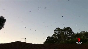 Residents of a Gold Coast street are being driven mad from the sound and stench of a colony of flying foxes. www.7NEWS.com.au #7NEWS | 7NEWS Brisbane