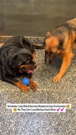 Namita Dua - Namitaology (BUBZEE , LADY OLLIE & ZOEY) | Rottweiler Lady Ollie & German Shepherd Zoey Are Enemies 🤯 Yet They Can’t Live Without Each Other 💕 . . . [rottweiler dog,rottweiler... | Instagram