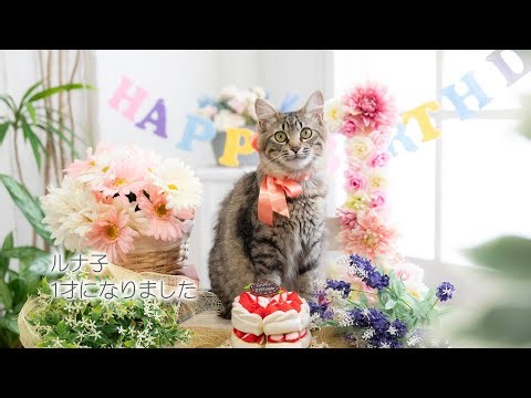 【猫】ジジ子とルナ子の成長記録 ルナ子1才になりました！