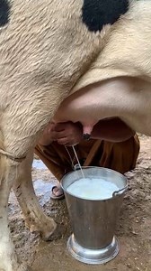 10K views · 336 reactions | 03451099392 | cholistani Friesian cross cow | cholistani jersey cross cow | #merasahiwaltv | میرا ساہیوال ٹی وی | Facebook