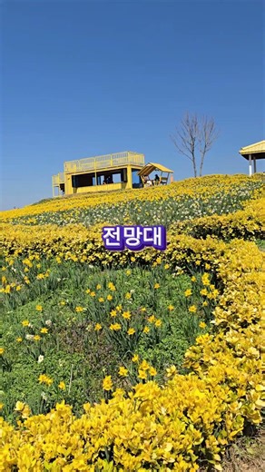 4월 꽃구경 섬 수선화축제 전남 신안군 선도 섬여행 #가볼만한곳 #여행 #수선화축제 #선도수선화 #신안군