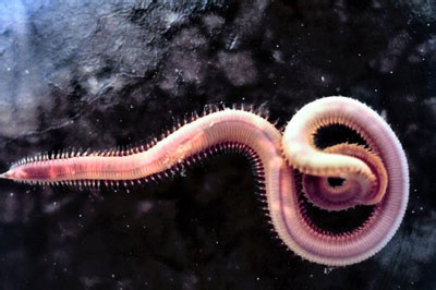 Phylum VI: Annelida