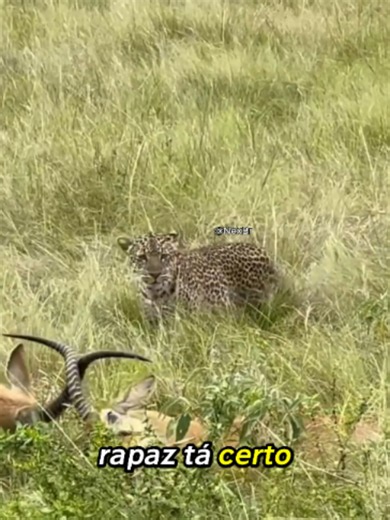 O pior momento possível para ficar preso! 😱 #impala #leopardo #wildlife #natureza #animais #animalworld #nature #safari #selvagem #predador #viral #fyp #paravoce #curiosidades #nexbr #funnyanimals#memes#funny