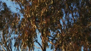 The video offers a cinematic view of a eucalyptus tree, with sunlight filtering through its dense, aromatic foliage. The leaves, fluttering gently in the breeze, create a dynamic interplay of light