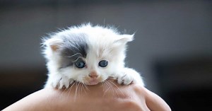 Comment éduquer un chaton ?