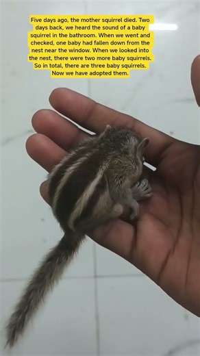 3 Orphan Baby Squirrels 🐿️❤️ | We Adopted Them