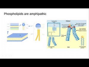 AP Bio 2.5 Membrane Permeability