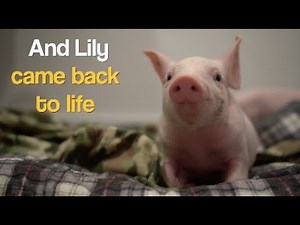 Animal rights activists, facing 60 years in prison, to visit farm where they removed baby pig during ‘open rescue’