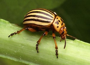 Colorado potato beetle - Alchetron, The Free Social Encyclopedia