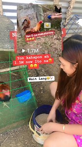 Yon Hindi na sya maka hintay🐓😁 #feedingtime #chicken #backyardchickens #thankful #trendingreels2024 #goodvibes #followers #friends #Godblesseveryone | Janice S. Mariñas