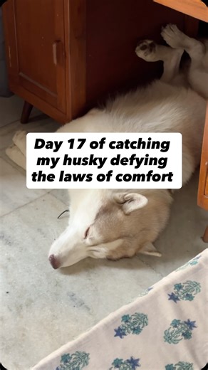 Axl | The Dramatic Husky on Instagram: "My back hurts just watching @itsaxlthehusky napping under my desk ☠️ . . . #dogsofinstagram #huskylife #husky #huskylove #dogloverscommunity #dogsofinsta #huskyofinstagram #axlthehusky #funnydogs #funnyanimals"
