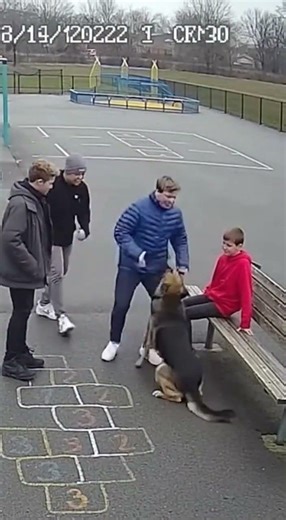 German Shepherd Protects His Best Friend 🥺❤️