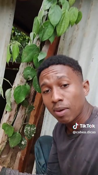 Fazendo Mudas de Pimenta do Reino com Sucesso