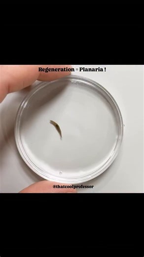 Abhay Mishra | Academic Advisor on Instagram: "Follow🎖️Regeneration in planarians is one of the most remarkable examples of biological self-repair. When a planarian is cut into multiple body fragments, each fragment can regenerate the missing parts and form a complete organism within days. This ability is driven by a population of adult pluripotent stem cells called neoblasts, which constitute nearly 20–30% of the planarian’s cells. After injury, neoblasts rapidly migrate to the wound site, pro
