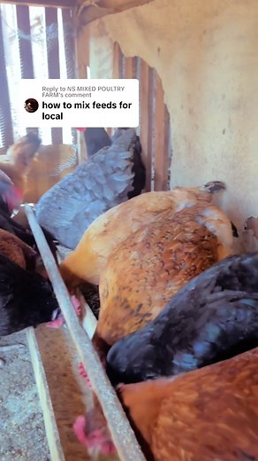 Local Chicken Farming in Uganda: Tips and Tricks