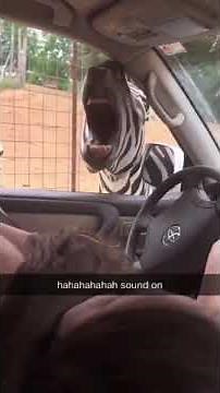 Funny Screaming Zebra
