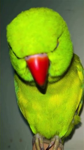 How Parrots Copy Human Voice and Words #talkingbird #birds #parrotsounds
