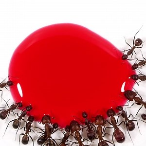 Epic ants vs liquid candy & raspberry Partner: Temponaut Timelapse YT: https://www.youtube.com/@Temponaut_Timelapse/videos | Crafty Panda