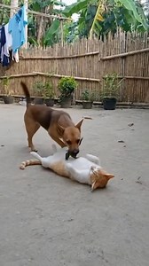 dog pranks cat with snake frog​ #dog #cat #funny #comedyshort #viralchallenge | Thanun Official